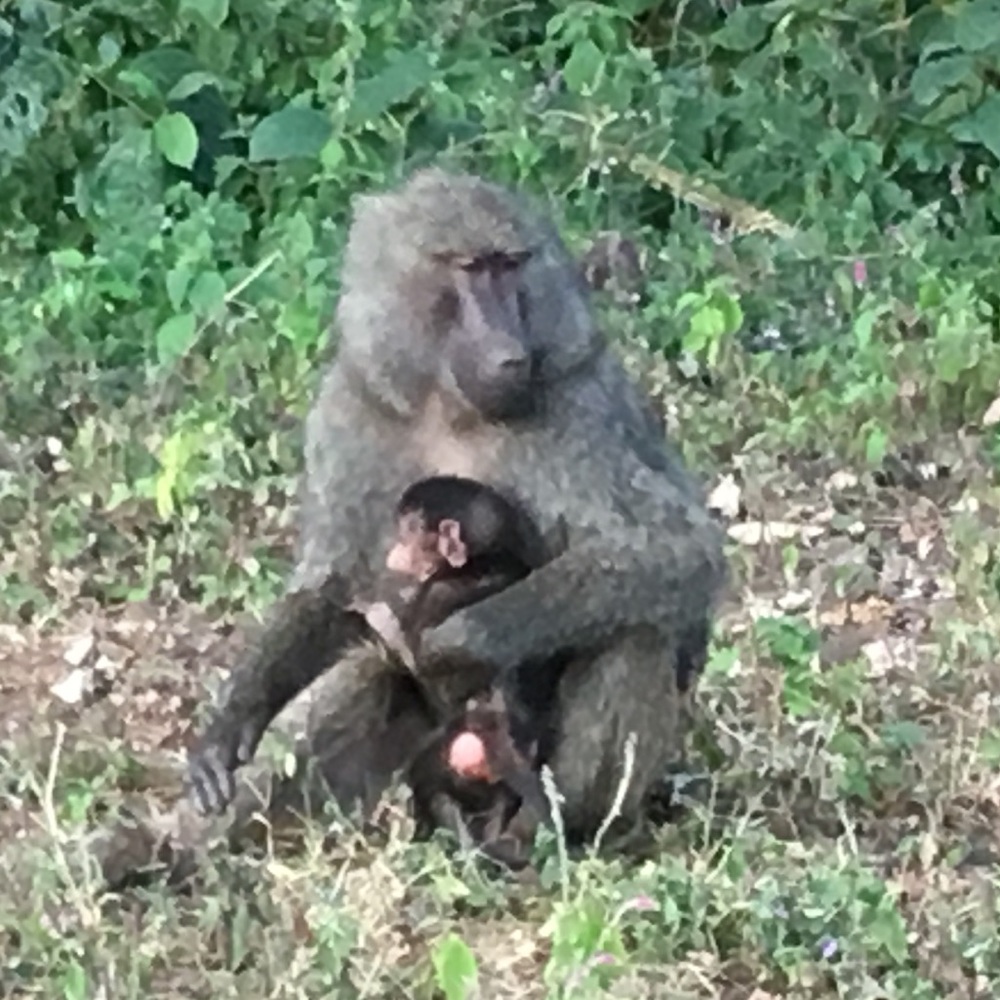 Meet your Posher, Lorraine